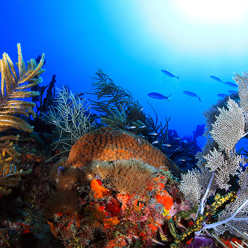 Marine Resources